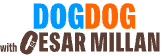 DogDog
