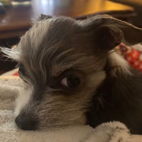 LULU