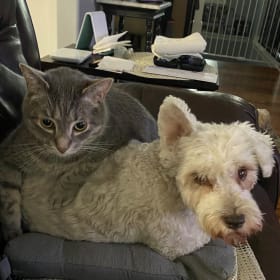 Dexter with his cat buddy Flint
