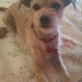 Gidget