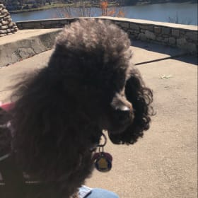 Suri