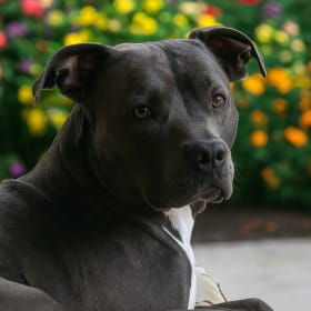 Graycie