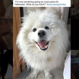 Bo Bo Bear rescue name Alex