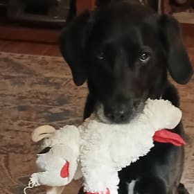 Bailey