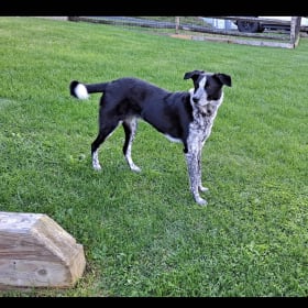 Willow