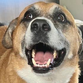 Yogi