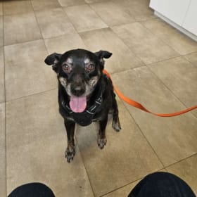 Bosco