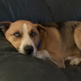 Husky