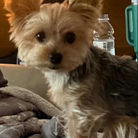 Teddi