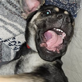 Brutus