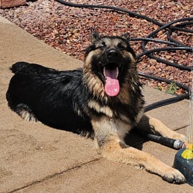 Sir Chief Koda