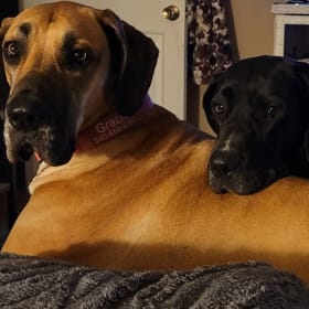 Gracie and Lucy
