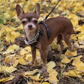Bambi