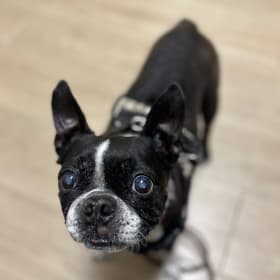 Mochi