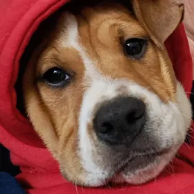 Benny