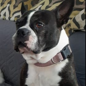 Bella