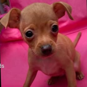 Puppy Aka Poppy