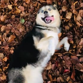 Rosie