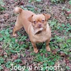 Joey
