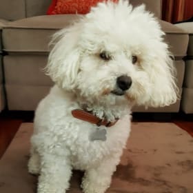 Rufus