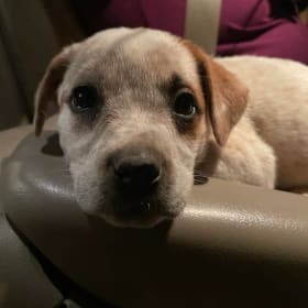 Shain pets rescue