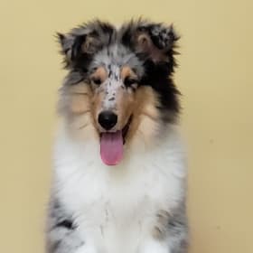 Bodhi