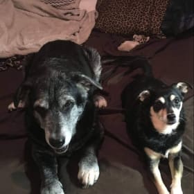 ROXY AND STAR