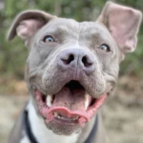 Kona
