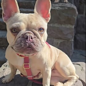 Nomi