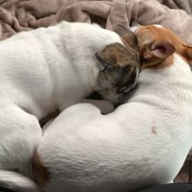 Spikey and Buddy