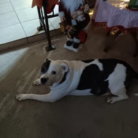 Rebel was in the shelter for 6 months because he barked every time we anyone came by his kennel  one of the volunteers told us about him and we promptly fell in love