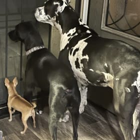 Left to right Rosie Reno Nikki