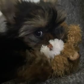 Little Lady