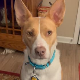 Penny