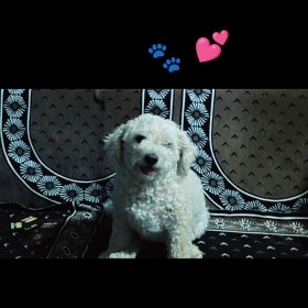 jimmy