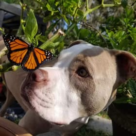 Bella