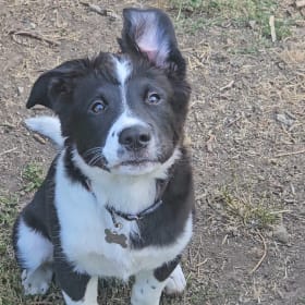Nala