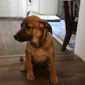 Penny