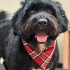 Bo