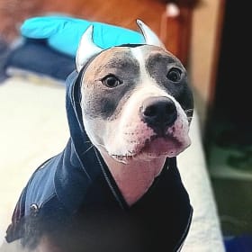 TALA