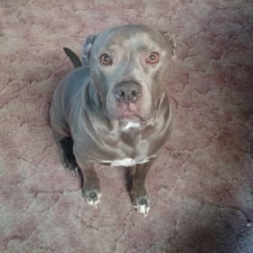 Kujo
