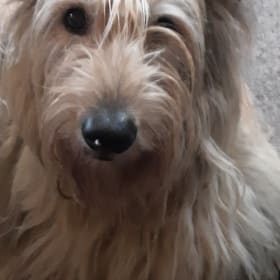 Muqi