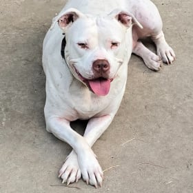 Dakota