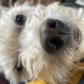 Chewie