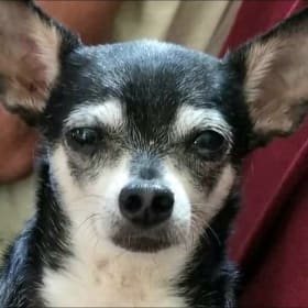 Pepper-Jack