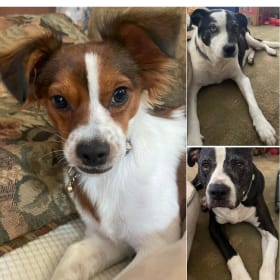 Ranger  Finn and  Zoey