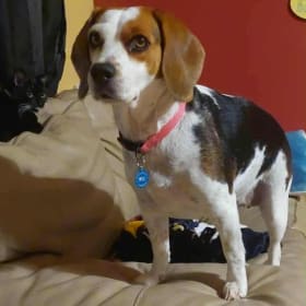 Pound puppy
