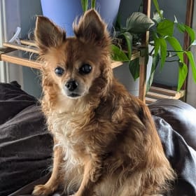 Gidget