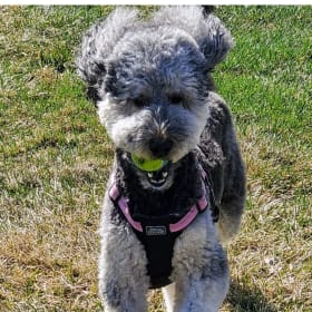Pepper
