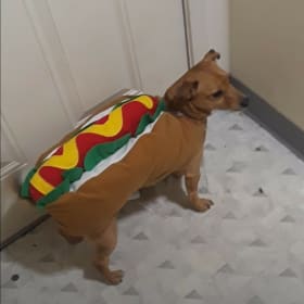 Rex